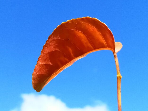 Low angle view of orange leaf against blue sky