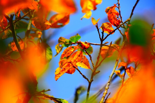 Low angle view of orange leaves on tree against sky