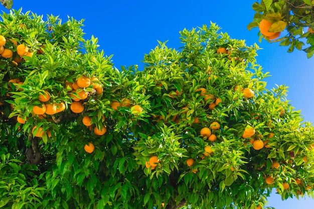 Vista a basso angolo dell'arancio contro il cielo blu