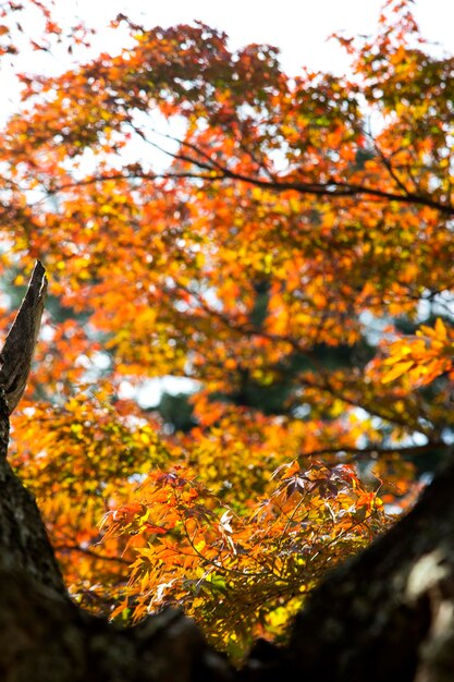 Low angle view of orange tree against sky during autumn