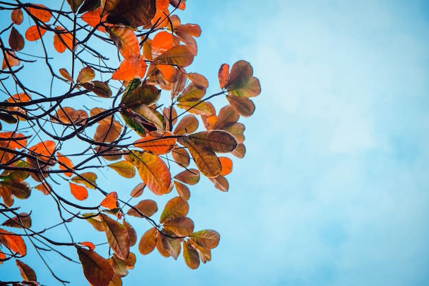 Low angle view of orange tree against sky