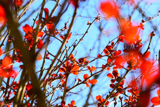 Photo low angle view of orange tree against sky