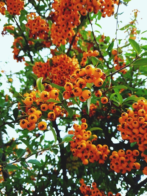 Photo low angle view of orange tree