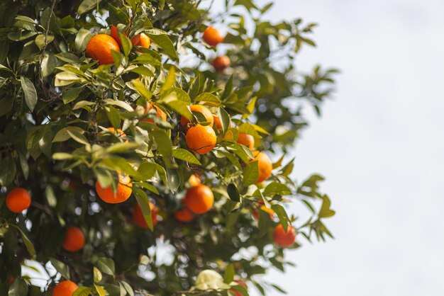 Low angle view of oranges growing on tree