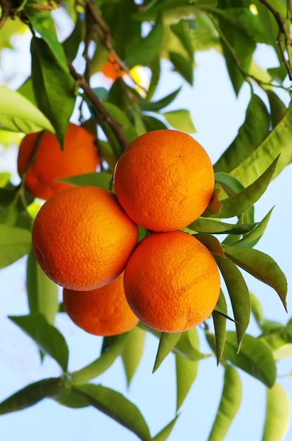 Low angle view of oranges on tree