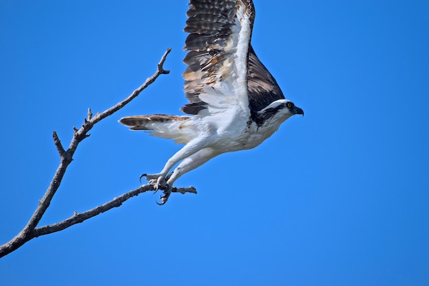 Low angle view of osprey by bare tree against clear sky