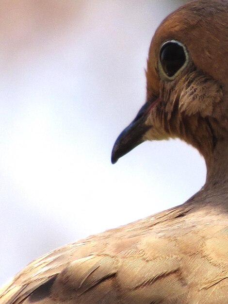 晴れた空を背景にオオカミの低角度の眺め