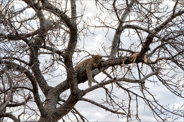 Foto vista a basso angolo di un gufo appoggiato su un albero nudo