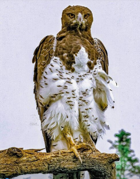 Low angle view of owl perching on branch