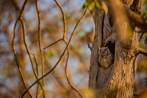 Low angle view of owl perching on tree trunk in forest