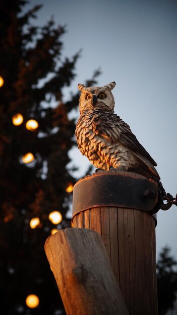 Photo low angle view of owl perching on tree