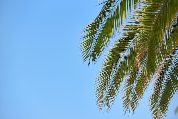 Low angle view of palm branch against clear blue sky