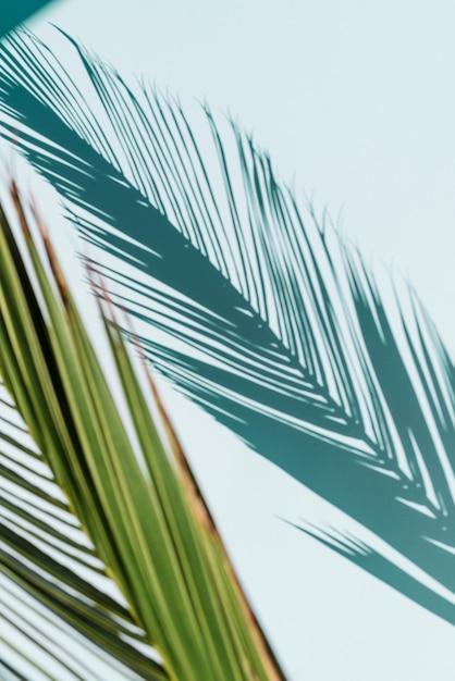 low angle view of palm leaf against sky