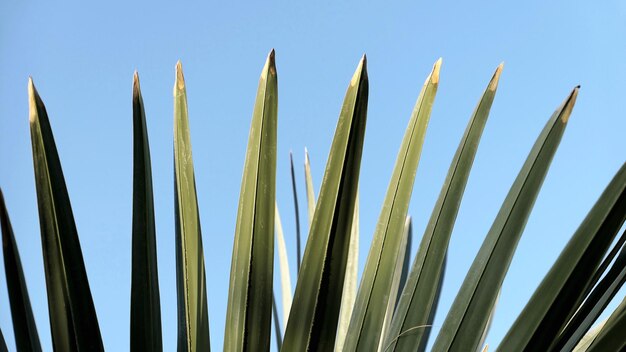 Photo low angle view of palm leaf against sky