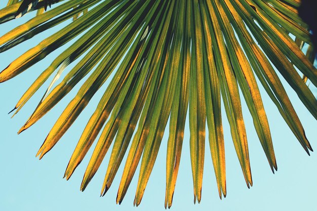 Photo low angle view of palm leaves against sky