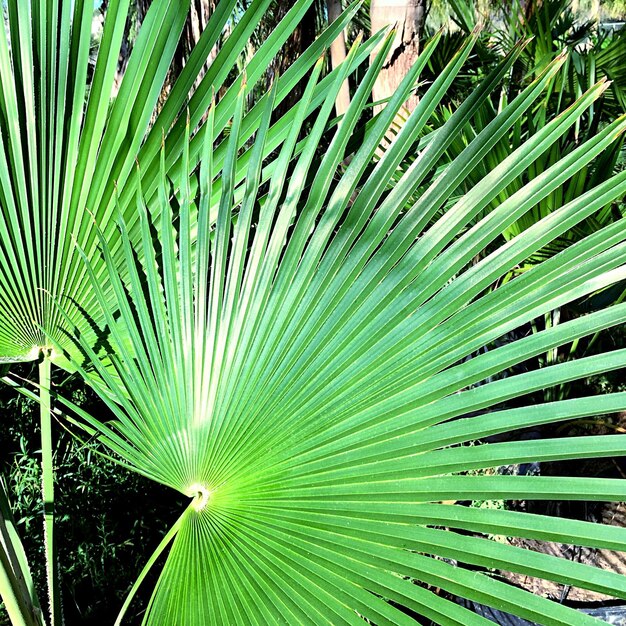 Photo low angle view of palm leaves