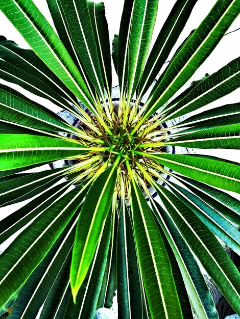 Low angle view of palm leaves