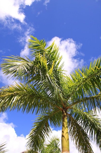 Photo low angle view of palm tree against blue sky
