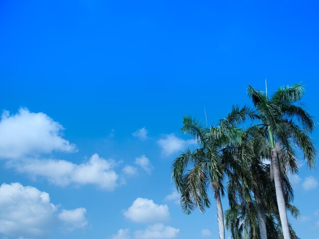 Photo low angle view of palm tree against blue sky