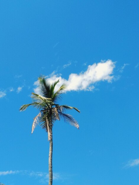 Low angle view of palm tree against blue sky