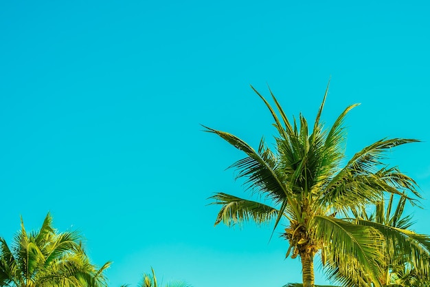 Низкоугольный вид пальмы на синем небе