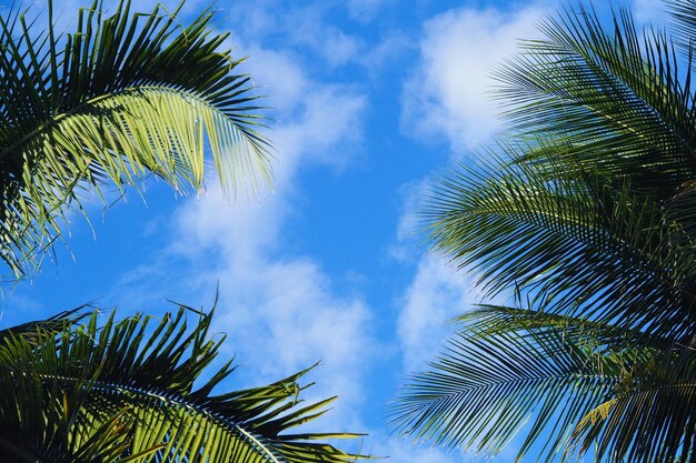 Low angle view of palm tree against blue sky