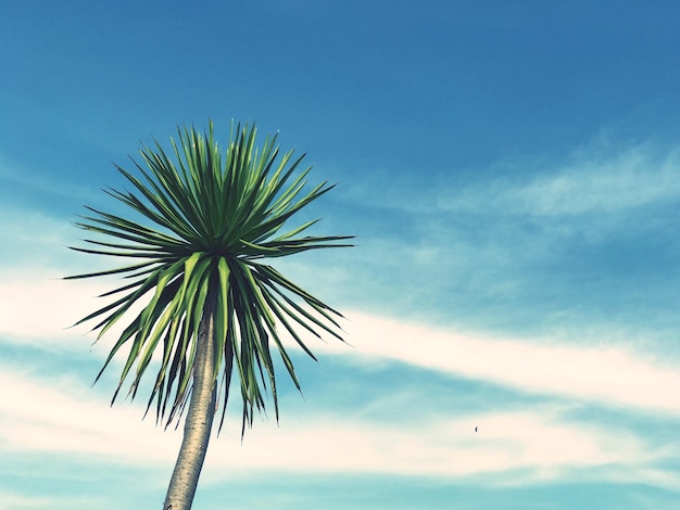 Low angle view of palm tree against blue sky