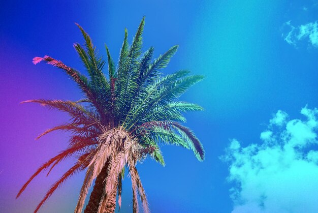 Low angle view of palm tree against blue sky