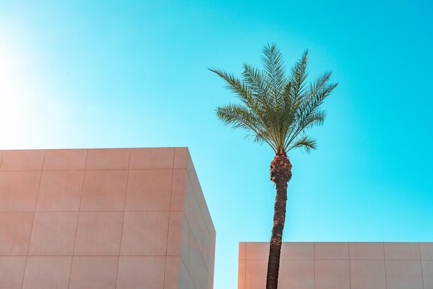 Low angle view of palm tree against blue sky