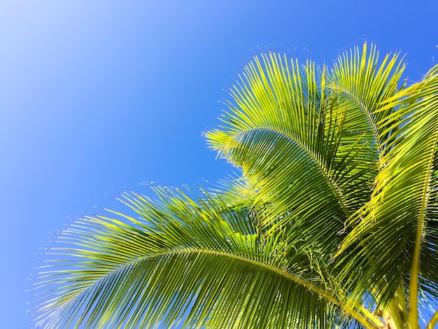 Low angle view of palm tree against blue sky