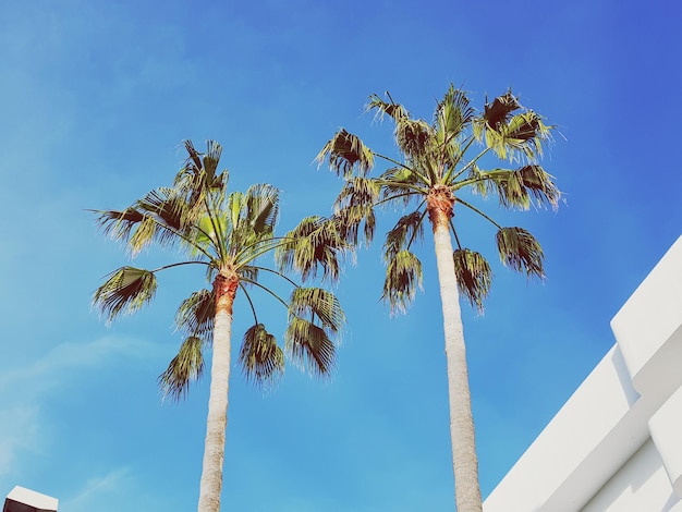 Low angle view of palm tree against blue sky