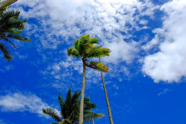 Low angle view of palm tree against blue sky