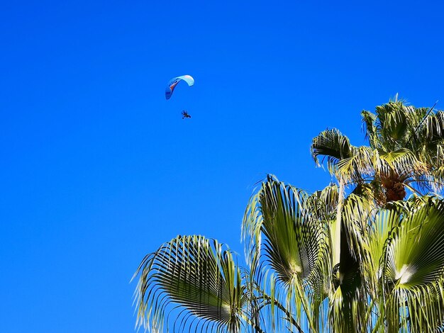 Low angle view of palm tree against blue sky