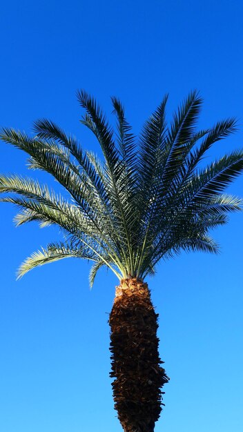 Low angle view of palm tree against blue sky