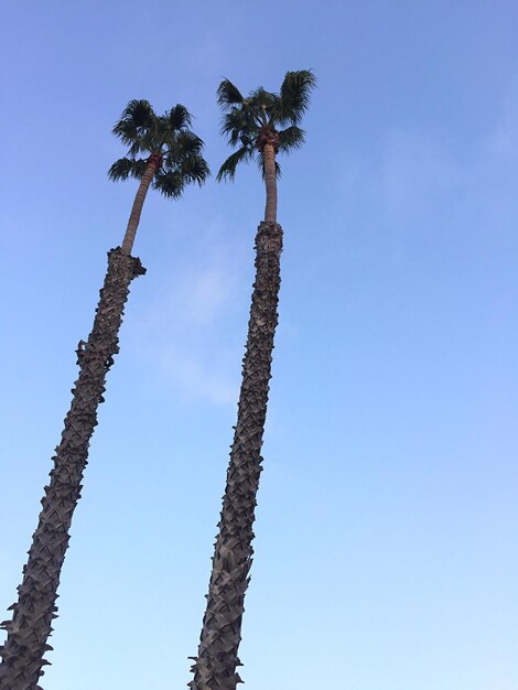 Photo low angle view of palm tree against clear blue sky