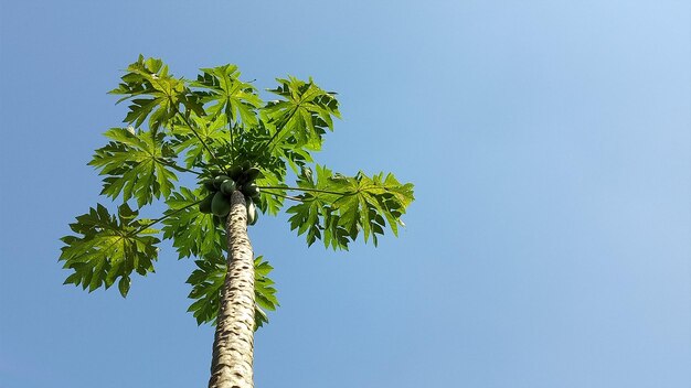 Low angle view of palm tree against clear blue sky