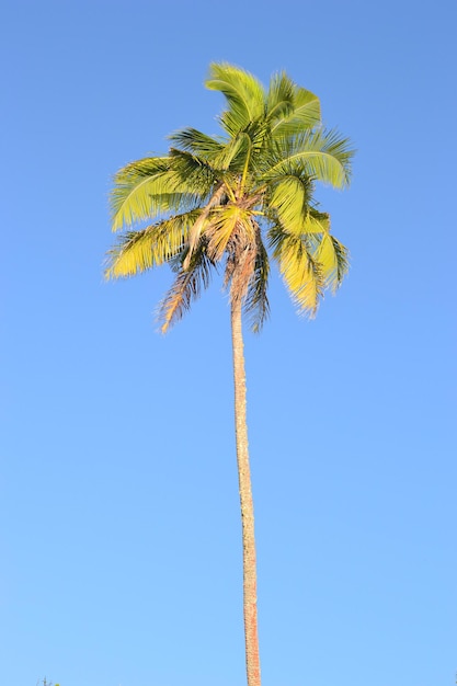 澄んだ青い空を背景に palm tree の低角度の眺め