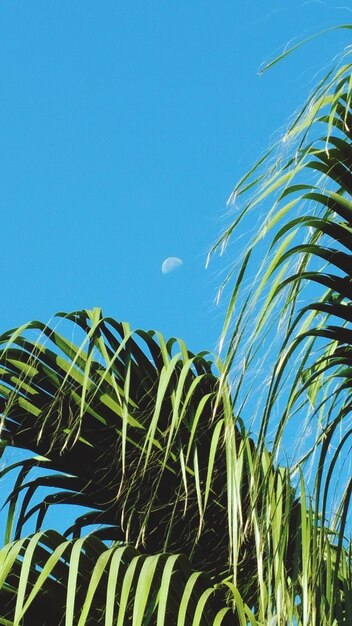 Low angle view of palm tree against clear blue sky