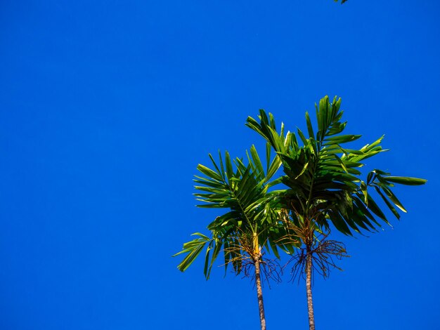 Low angle view of palm tree against clear blue sky