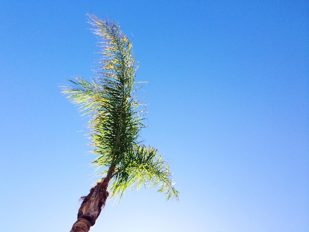 澄んだ青い空を背景に palm tree の低角度の眺め