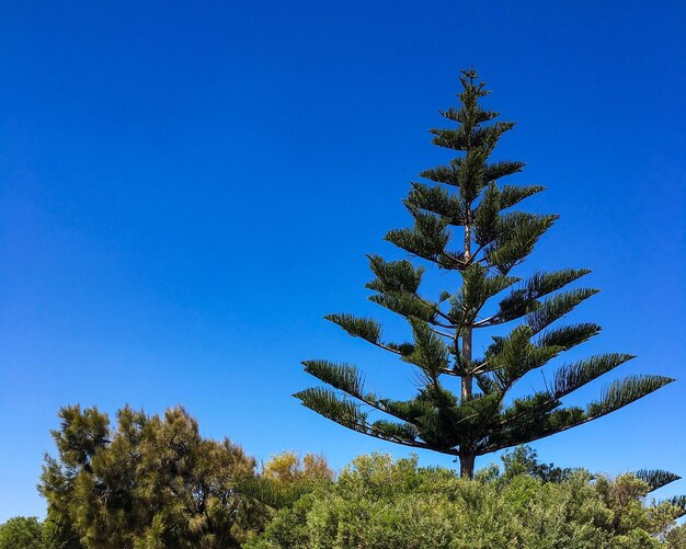 Low angle view of palm tree against clear blue sky