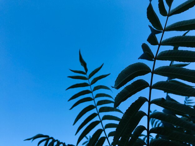 Low angle view of palm tree against clear blue sky