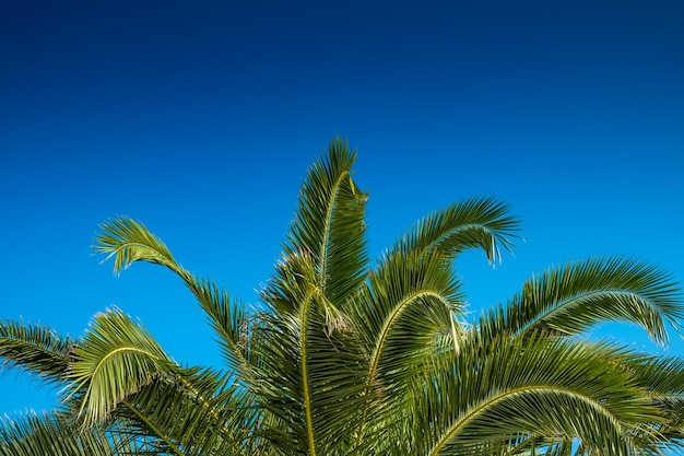 Low angle view of palm tree against clear blue sky
