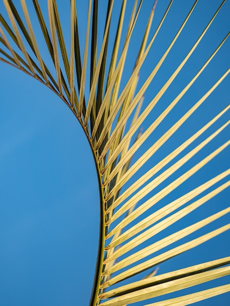 Low angle view of palm tree against clear blue sky