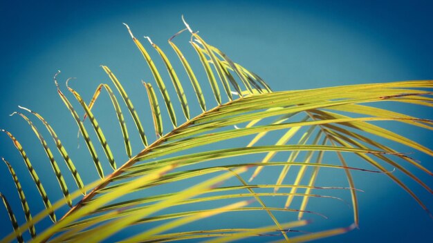 Low angle view of palm tree against clear sky