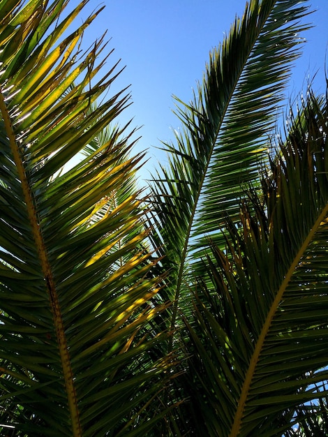 Low angle view of palm tree against clear sky