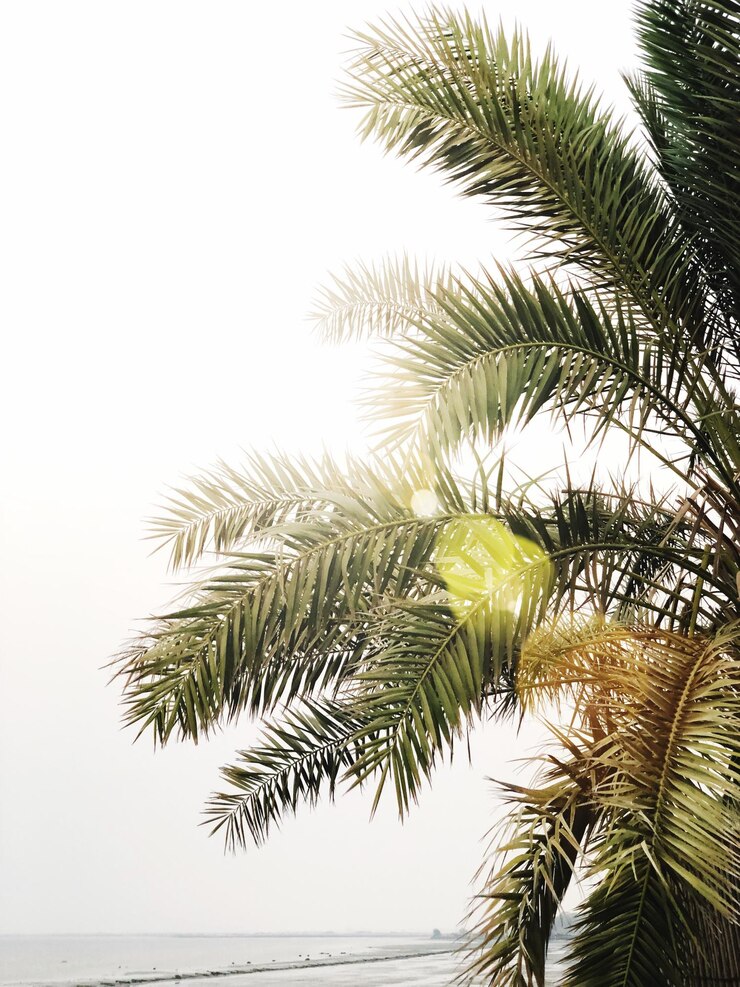 Photo low angle view of palm tree against clear sky