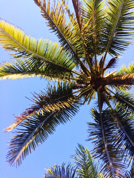 Low angle view of palm tree against clear sky