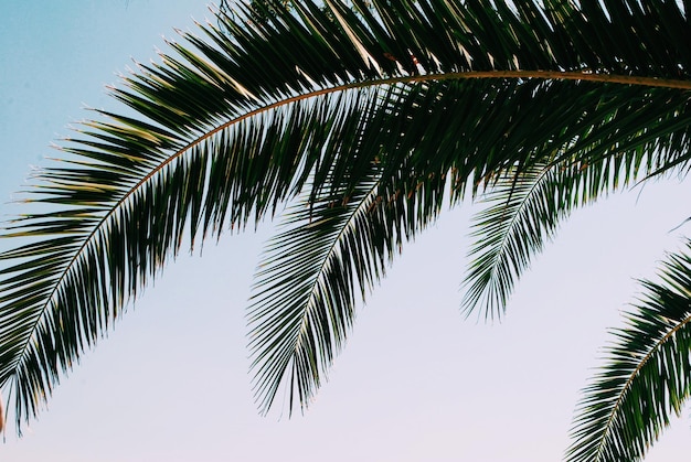 low angle view of palm tree against clear sky