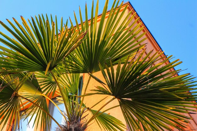 Foto vista a basso angolo della palma contro un cielo limpido